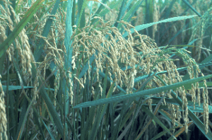 Screen shot 2014-06-09 at 4.21.38 PM