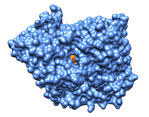 View from the"top" of hAChE looking into the catalytic gorge, wi